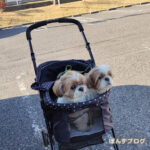 兄弟ですか？って言われます。