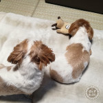 付き合うぽんず母さん