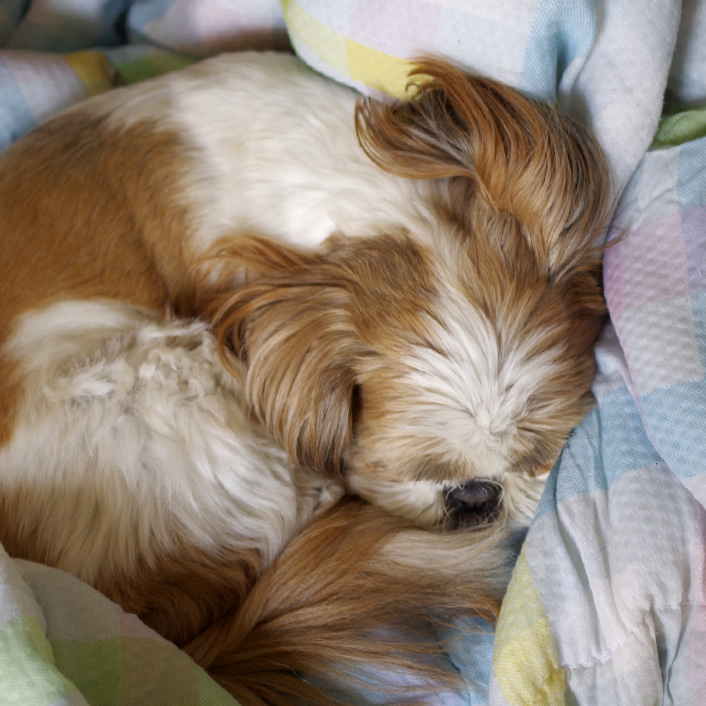 かくれんぼかぼ？