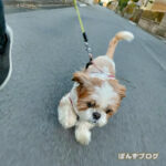 もふストしないでよく歩きます