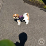 おいら、待つかぼ。