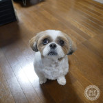 おでむかえ！おでむかえ！