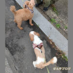 お友達に会えて良かったね！