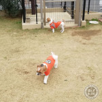 ひたすらに、マイペース。