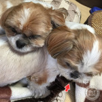 ぽんず母さん、困り顔。