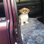 おでかけじゃないかぼね！？