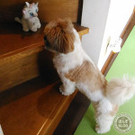 おうちで遊ぶかぼ！