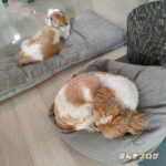 ぽんずの寝床、かぼすに占拠される