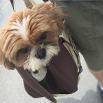 ひと足先に、すっきりかぼ！