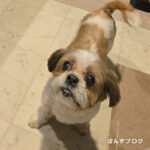 夜行性ぽんず母さん