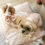 まま、おみあいするかぼ？