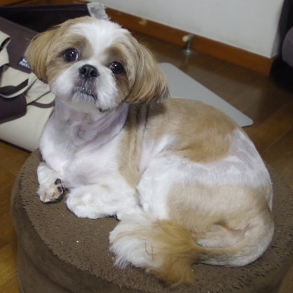 ぽんず、☆おめでた☆