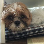 かぼすは、恐かった？