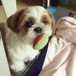 おいらのなんだ。