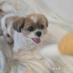 おもちゃで遊ぶ、かぼはっさく