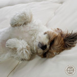 へそ天レシピ。