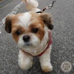 減量に励む、ぽんず。