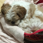 さすが気まぐれシーズー