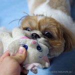 もふもふバトル歓迎