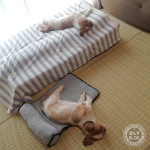 謎のもふもふ現象。