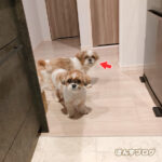 かぼすのおねだりアシスト