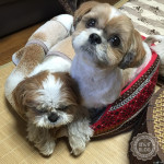 鬼の居ぬ間に・・・