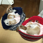 乗りたがる、かぼす