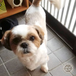 お散歩アピール、珍しい