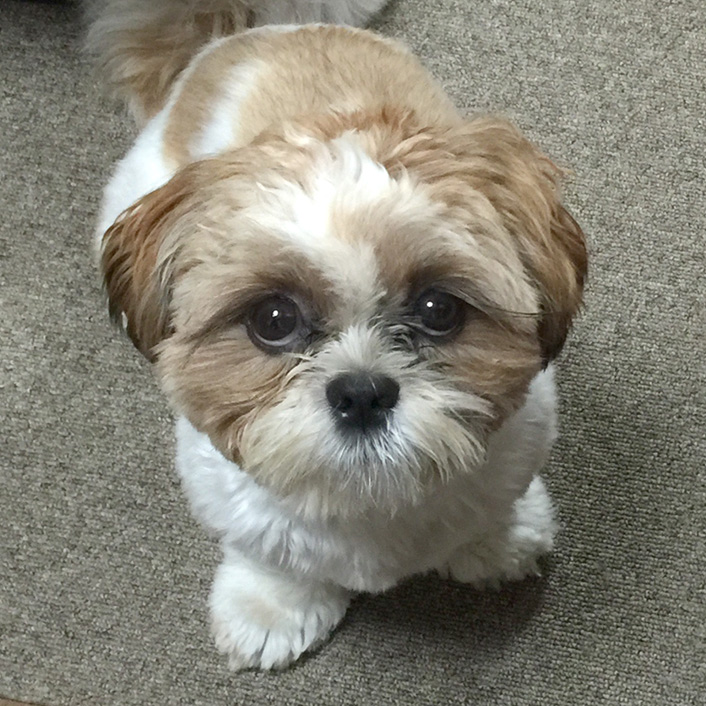 『名前入り犬のお散歩バッグ』新登場！