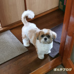 おさんぽいくかぼ！！