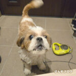 訳:めしはまだか!?めし!めし!