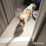 ぽんず、進んでおさんぽに？