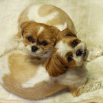 お尻、重いぽんずよ