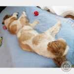 鏡のようにくっつき虫