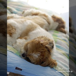 猫？クマ？かぼす？