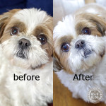 お目々がすっきりぽんずー！