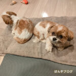 仲良しだと、嬉しいよね^^