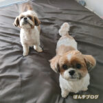 外で散歩するより、家の中。