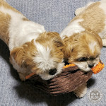 遊んだあとは、即・・・！