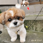 まちのへいわを、まもるかぼ！！