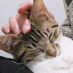 こんなにもリラックス