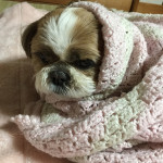 親子でくるまって