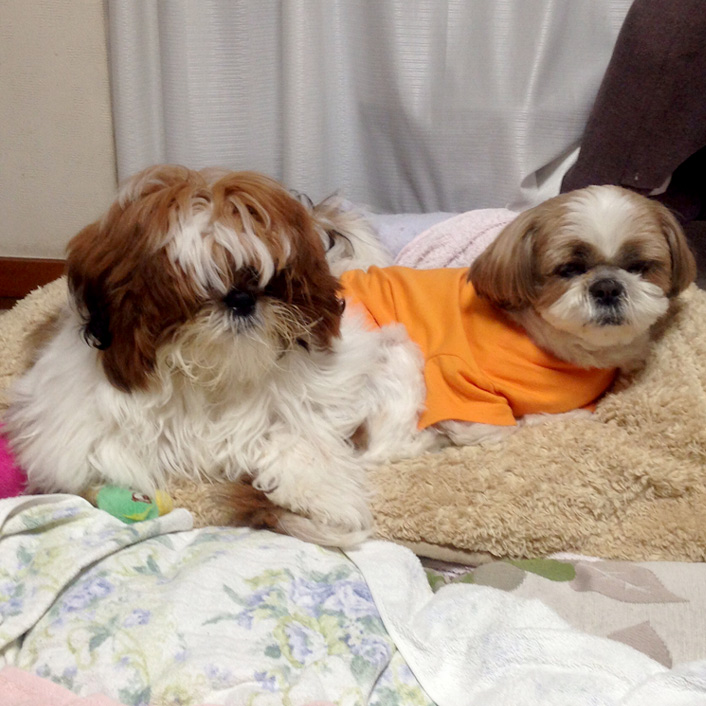 ぽんかぼ、完全寝てよう日