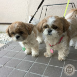 帰宅後も、仲良し。