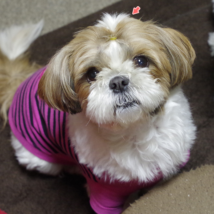 ちょんまげ親子