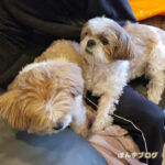 珍しく、親子で乗って来た！