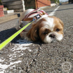 若者には負けないぽんずよ。