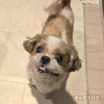 ぽんず達を見習って