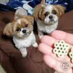 散歩はかぼす、おやつはぽんず。