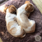 おやつはチーズ味？